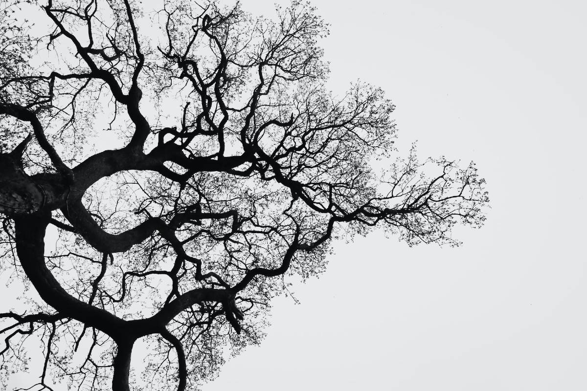 Tree branches in a fractal pattern